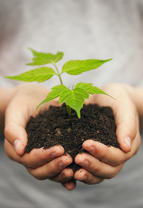 holding-a-tree_31568184 A child's hands holding a small plant in soil.
