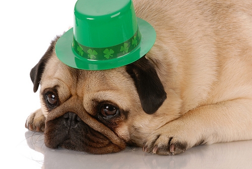 A pug wearing a shamrock hat.